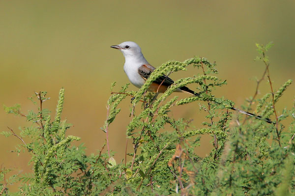 Scissor-tailed Flycatcher