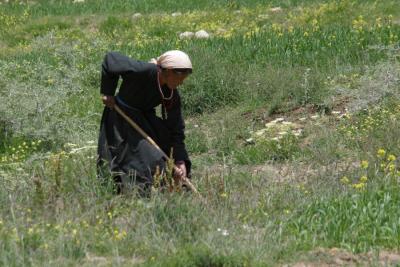 Working the field