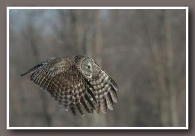 Chouettes laponnes / Great grey Owl