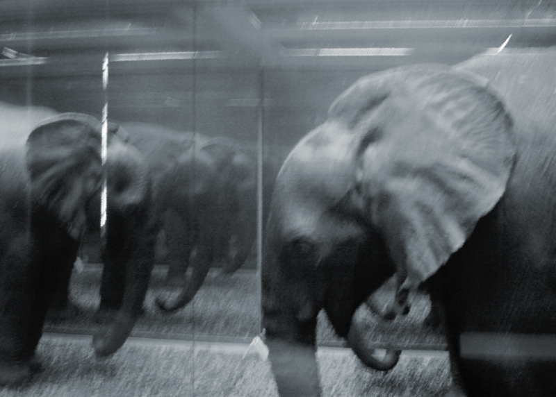 ELEPHANTS