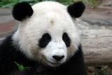 Pandas: Chiangmai Zoo
