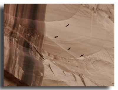 Ravens in Canyon de Chelly