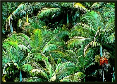 Palms Big Island Hawaii.jpg