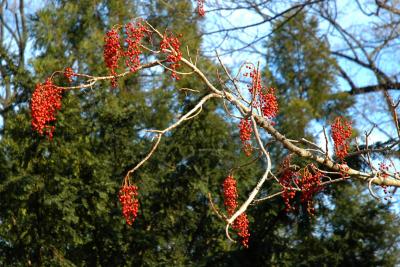 DSC_0226.jpg