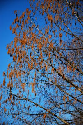 DSC_0229.jpg