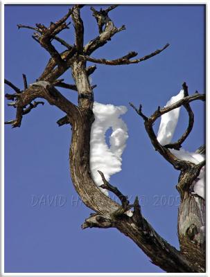 Snow Arch