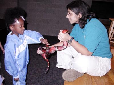 Milk snake