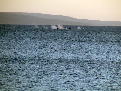 School of 7 Humpback's @ Beach # 2