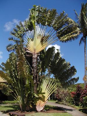 Maui Tropical Gardens 2