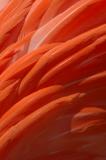 Flamingo Feathers