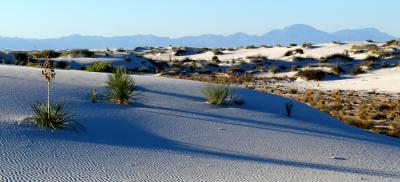 Early Evening Shadows