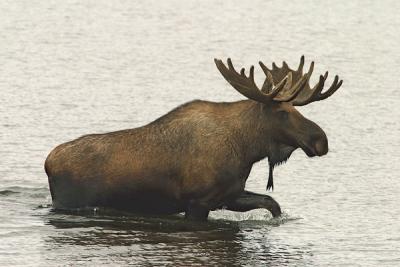 Denali-Wonder Lake Moose-W.jpg