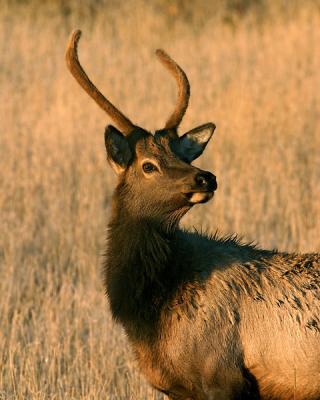 Young Bull Elk-RMNP-W.jpg