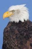 Homer Bald Eagle 18w.jpg