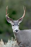 Mule Deer Buck 2w.jpg
