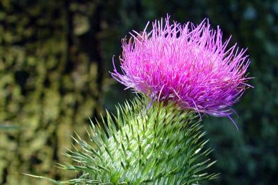 Wild Flower  (Bull Thistle)