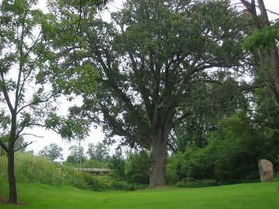 Local Landmark-Torture Tree