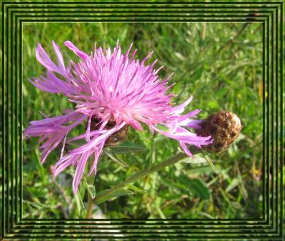 Wild Flower