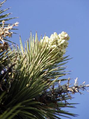 Joshua Tree Bloom In The Mojave Desert