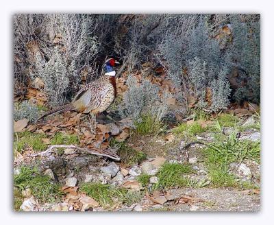 Pheasant In Soledad Canyon, Ca