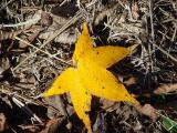 yellow leaf