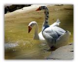 Wild Animal (Critter) Geese