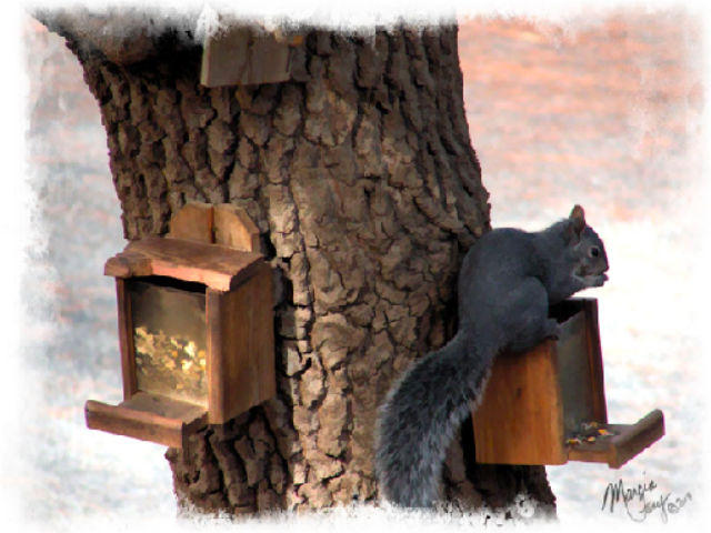 Hungry Squirrel