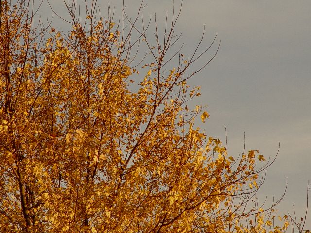 tree
