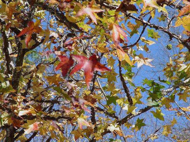 falling leaves