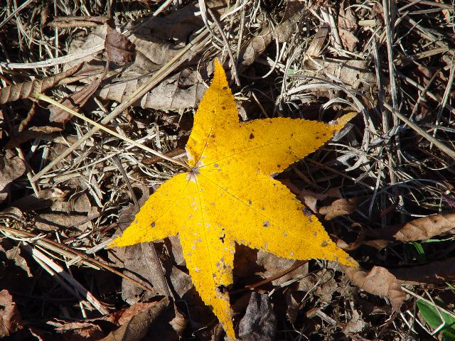 yellow leaf