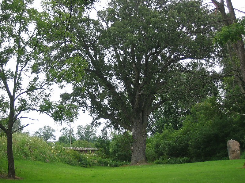 Local Landmark-Torture Tree