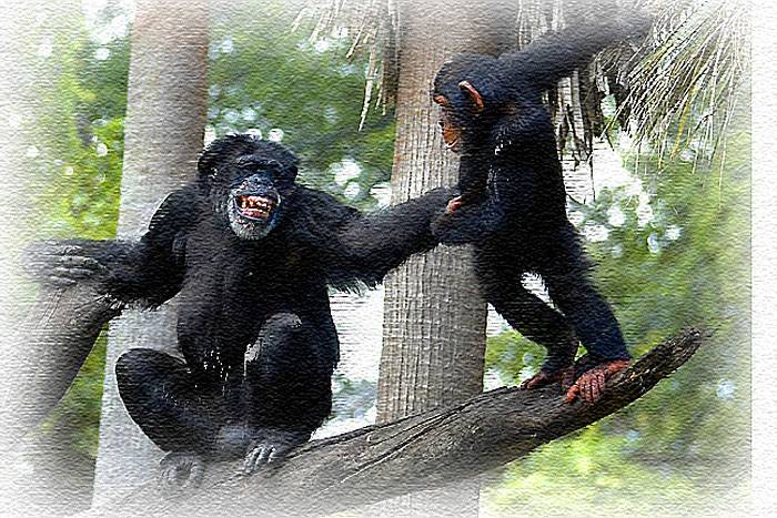 baby chimp5.jpg