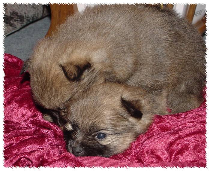 Chloes Puppies