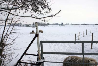 Hofpolder