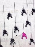 spiders