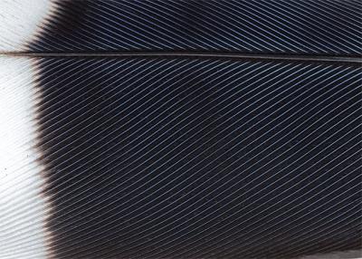 u35/dlee/medium/31791906.CRW_6775feather.jpg