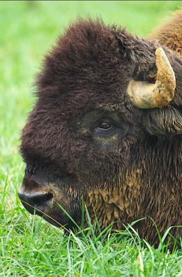 Bison on Daddy's Camera