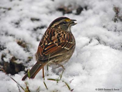 Sparrows in the Snow ~ WV