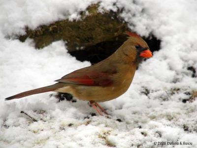 Cardinals in the Snow ~ WV