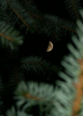 Moon in Pines