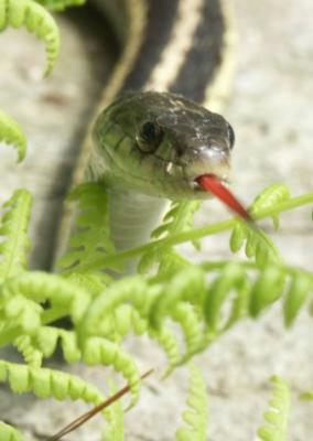 u35/donutrun/medium/31789501.477snakeferntounge.jpg