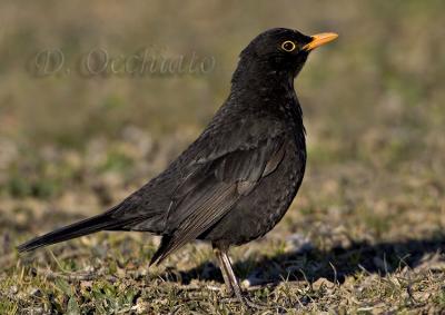 Blackbird (Turdus merula)