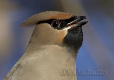 Waxwing (Bombycilla garrulus)