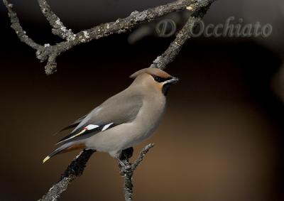 u35/dophoto/medium/40414491.39955919.Beccofrusone_020.jpg