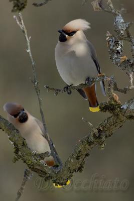 u35/dophoto/medium/40414498.39955927.Beccofrusone_097.jpg