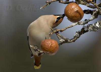 u35/dophoto/medium/40414499.39955928.Beccofrusone_099.jpg