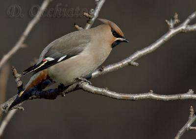 u35/dophoto/medium/40414503.39955933.Beccofrusone_143.jpg