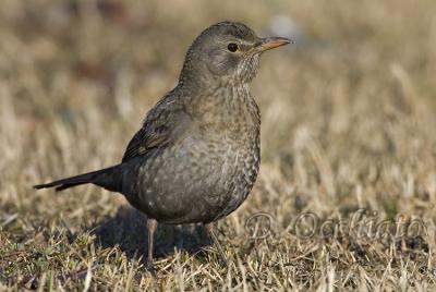 Blackbird (Turdus merula)