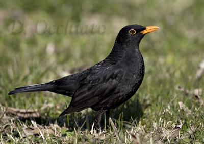 Blackbird (Turdus merula)