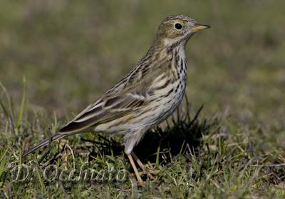 Meadow Pipit (Anthus pratensis)